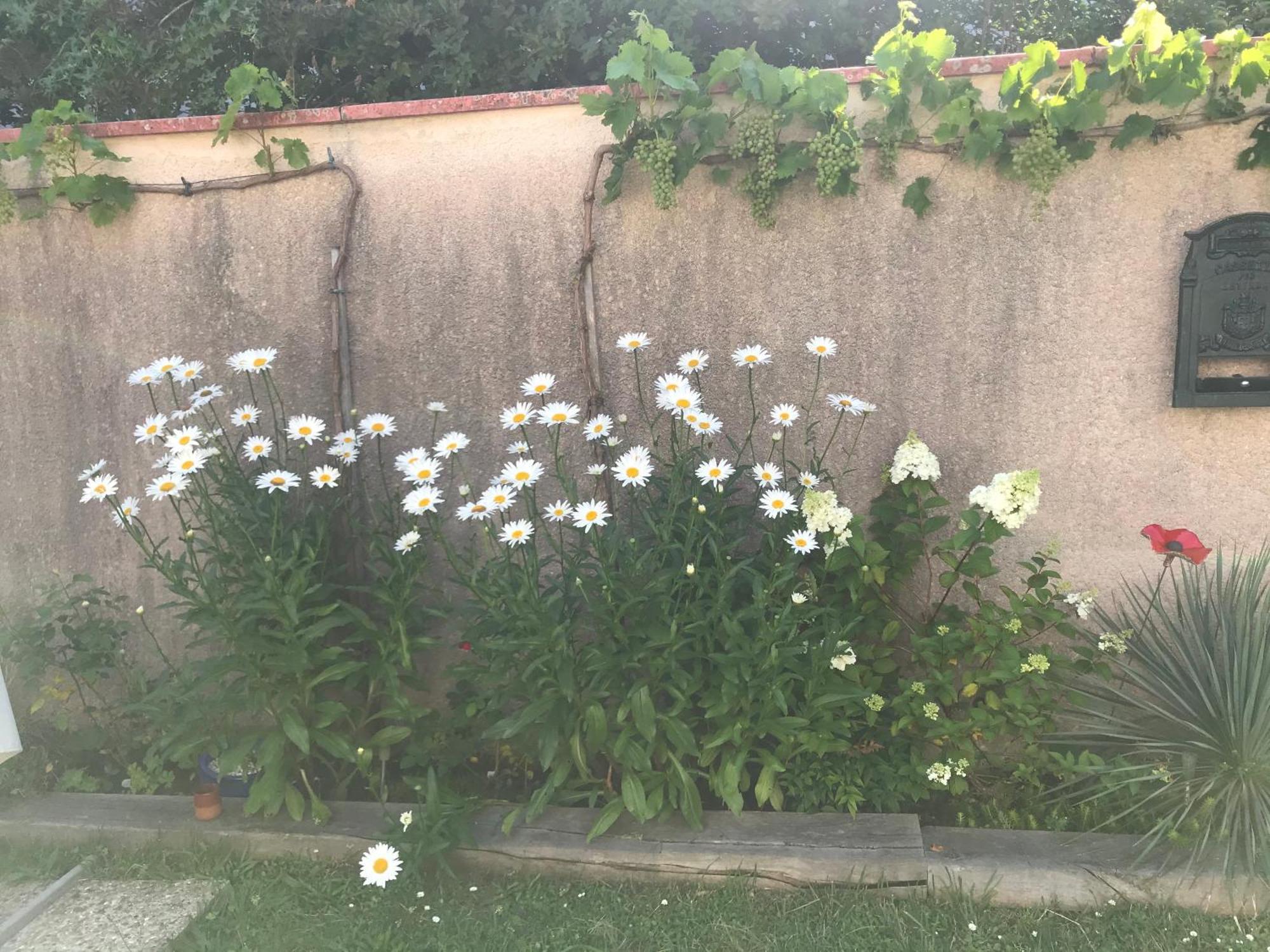 达克斯La Croix Blanche住宿加早餐旅馆 外观 照片